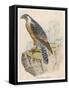 Peregrine Falcon-null-Framed Stretched Canvas