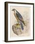 Peregrine Falcon-null-Framed Art Print