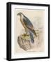 Peregrine Falcon-null-Framed Art Print