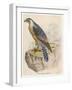 Peregrine Falcon-null-Framed Art Print