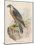 Peregrine Falcon-null-Mounted Art Print