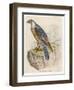 Peregrine Falcon-null-Framed Art Print