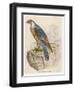 Peregrine Falcon-null-Framed Art Print