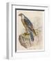 Peregrine Falcon-null-Framed Art Print