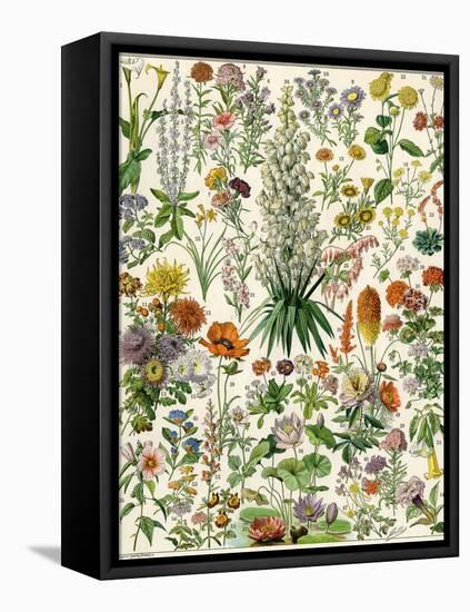 Perennial Garden Flowers, Aster, Daisy, Bleeding Heart, Geranium, Primrose, Phlox-null-Framed Stretched Canvas