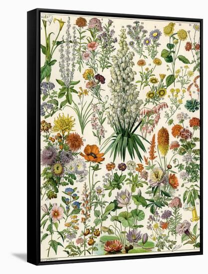 Perennial Garden Flowers, Aster, Daisy, Bleeding Heart, Geranium, Primrose, Phlox-null-Framed Stretched Canvas