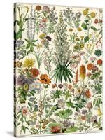 Perennial Garden Flowers, Aster, Daisy, Bleeding Heart, Geranium, Primrose, Phlox-null-Stretched Canvas