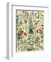 Perennial Garden Flowers, Aster, Daisy, Bleeding Heart, Geranium, Primrose, Phlox-null-Framed Premium Giclee Print