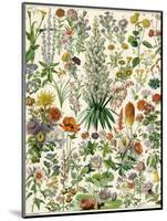 Perennial Garden Flowers, Aster, Daisy, Bleeding Heart, Geranium, Primrose, Phlox-null-Mounted Premium Giclee Print