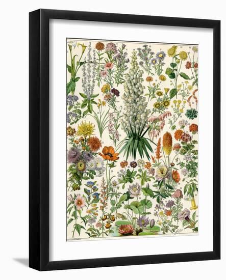 Perennial Garden Flowers, Aster, Daisy, Bleeding Heart, Geranium, Primrose, Phlox-null-Framed Premium Giclee Print