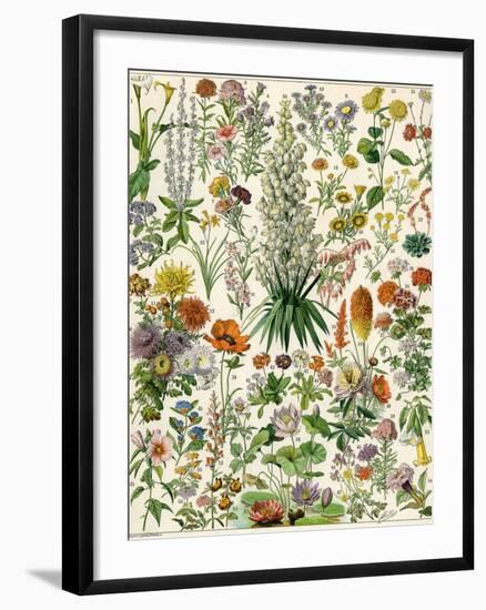 Perennial Garden Flowers, Aster, Daisy, Bleeding Heart, Geranium, Primrose, Phlox-null-Framed Giclee Print