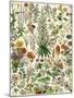 Perennial Garden Flowers, Aster, Daisy, Bleeding Heart, Geranium, Primrose, Phlox-null-Mounted Giclee Print