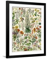 Perennial Garden Flowers, Aster, Daisy, Bleeding Heart, Geranium, Primrose, Phlox-null-Framed Giclee Print