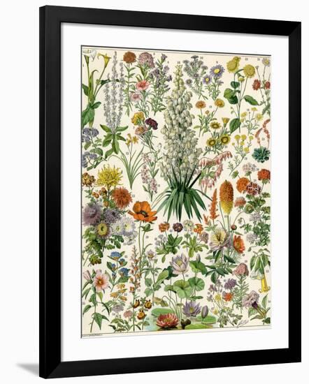 Perennial Garden Flowers, Aster, Daisy, Bleeding Heart, Geranium, Primrose, Phlox-null-Framed Giclee Print