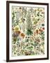 Perennial Garden Flowers, Aster, Daisy, Bleeding Heart, Geranium, Primrose, Phlox-null-Framed Giclee Print
