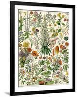 Perennial Garden Flowers, Aster, Daisy, Bleeding Heart, Geranium, Primrose, Phlox-null-Framed Giclee Print