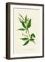 'Perennial, or Dog's Mercury', c1891, (1891)-Anne Pratt-Framed Giclee Print