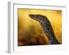 Perentie, Uluru-Kata Tjuta National Park, Australia-Merrill Images-Framed Premium Photographic Print