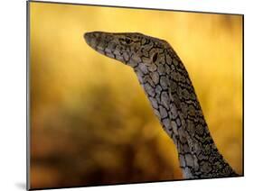 Perentie, Uluru-Kata Tjuta National Park, Australia-Merrill Images-Mounted Premium Photographic Print