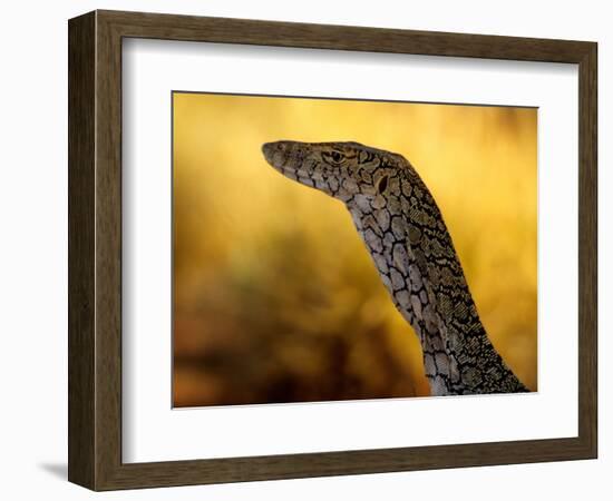 Perentie, Uluru-Kata Tjuta National Park, Australia-Merrill Images-Framed Photographic Print