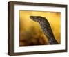 Perentie, Uluru-Kata Tjuta National Park, Australia-Merrill Images-Framed Photographic Print