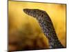 Perentie, Uluru-Kata Tjuta National Park, Australia-Merrill Images-Mounted Photographic Print