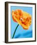 Perfect Day-Tulla Booth-Framed Giclee Print