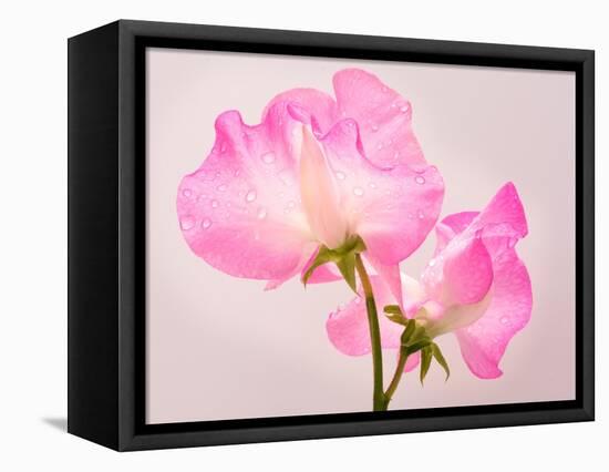 Perfect Pink-Lynne Douglas-Framed Stretched Canvas