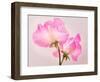 Perfect Pink-Lynne Douglas-Framed Photographic Print