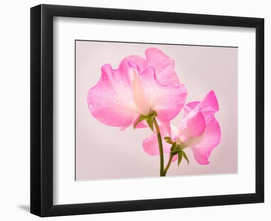 Perfect Pink-Lynne Douglas-Framed Photographic Print