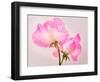 Perfect Pink-Lynne Douglas-Framed Photographic Print