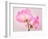 Perfect Pink-Lynne Douglas-Framed Photographic Print