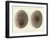 Perfected Implement Found in Use-null-Framed Giclee Print