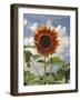 Perfection in the Eye of the Beholder-Amanda Lee Smith-Framed Photographic Print