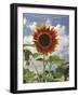 Perfection in the Eye of the Beholder-Amanda Lee Smith-Framed Photographic Print