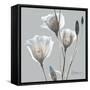 Perfectly Pale Gentian 1-Albert Koetsier-Framed Stretched Canvas