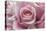 Perfectly Pink III-Monika Burkhart-Stretched Canvas