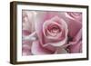 Perfectly Pink III-Monika Burkhart-Framed Photographic Print