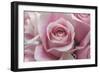 Perfectly Pink III-Monika Burkhart-Framed Photographic Print