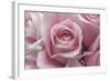 Perfectly Pink III-Monika Burkhart-Framed Photo