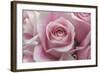 Perfectly Pink III-Monika Burkhart-Framed Photo