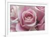 Perfectly Pink III-Monika Burkhart-Framed Photo