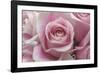 Perfectly Pink III-Monika Burkhart-Framed Photographic Print