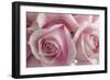 Perfectly Pink IV-Monika Burkhart-Framed Photo