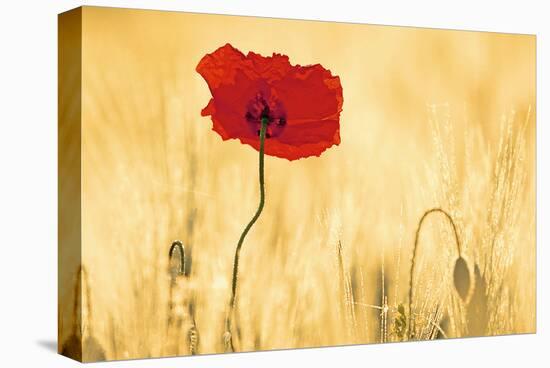 Perfectly Red Poppy Flower-null-Stretched Canvas