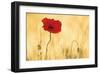 Perfectly Red Poppy Flower-null-Framed Art Print