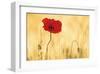 Perfectly Red Poppy Flower-null-Framed Art Print