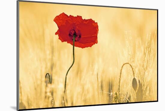 Perfectly Red Poppy Flower-null-Mounted Art Print