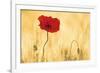Perfectly Red Poppy Flower-null-Framed Art Print
