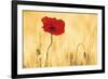 Perfectly Red Poppy Flower-null-Framed Art Print